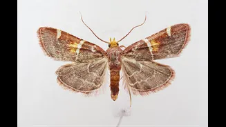 Nova espécie de mariposa homenageia Papa Leão 14 e integra linhagem com nomes “de realeza”