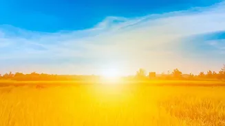 How Resetting Circadian Rhythms With Sunlight Keeps You Energized All Afternoon