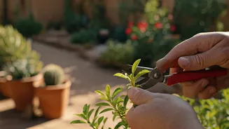 Monsoon Gardens Begin With Smart June Pruning