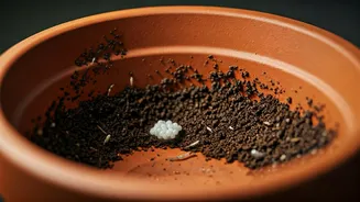Mosquito Nurseries Could Be Hiding Under Your Pots