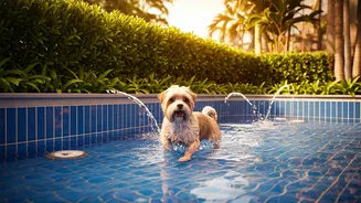 Splash Pool Equipped Pet Resorts Witness Huge Rise In Bookings