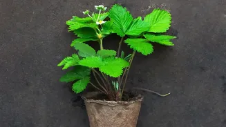 A Climate-Ready Indian Strawberry Could Take 10-15 Years to Develop