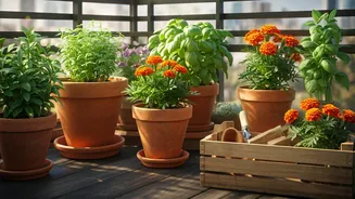 Start Productive Terrace Garden For Just ₹500 In 20 Minutes