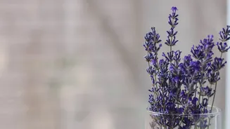 Quer cultivar lavanda em casa? Veja dicas!
