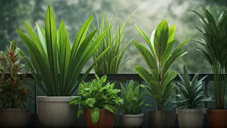 Healthy Balcony Plants For Rainy Days