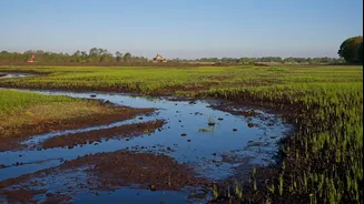 Reviving Traditional Wetlands: A Step Towards Sustainable Agriculture in Goa