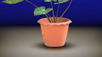 Jasmine And Money Plant Offer Different Ways To Add Green To Bedrooms