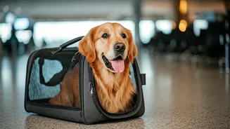 Top Pet-Friendly Airlines: Traveling with Your Furry Family Members Made Easy