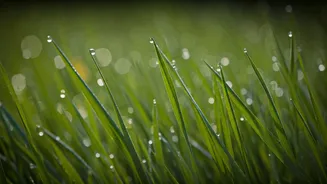 Morning Barefoot Walks On Damp Grass Reset Bad Posture