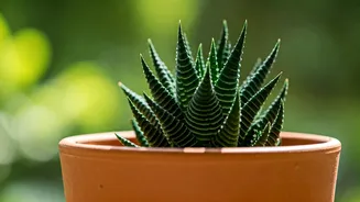 Spring's Green Awakening: 4 Clear Signs Your Houseplants Are Emerging from Winter Slumber