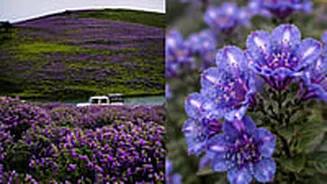 Neelakurinji Flower Blooms Again In Munnar After 12 Years; What Makes This Flower So Special?
