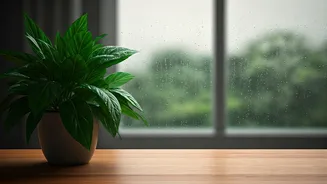 These Plants Need Less Effort During Monsoon