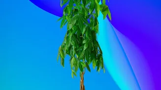 Vastu Guides Favour Money Plant, Jasmine And Other Bedroom Greenery