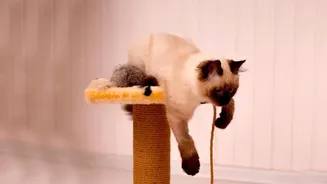 Why Rotating Toys Could Make Indoor Play More Interesting For Dogs And Cats