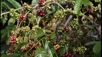 6 Must-visit places in India for coffee lovers