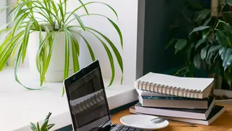 How Pothos And Snake Plants Flourish In Low Sunlight Areas Perfect For Bedroom Workstation Desks