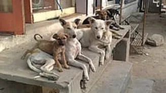 Indore News: Over 5,000 Animal Bite Cases Reported In January; Children And Women Among Worst Affected