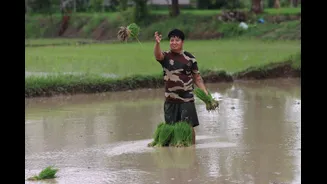 Post-Flood Agricultural Rehabilitation Underway in Assam's Charaideo District