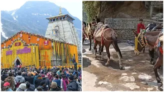 Kedarnath: Strict monitoring of horses and mules, 8,300 animals tested for fitness, 7,359 digitally registered