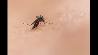 Understanding Dengue Fever: Prevention Tips for India