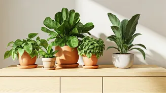 Plant Shopping Has Become A Normal Decor Ritual