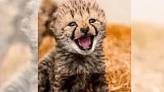 MP News: Wildlife loses 55 Tigers, While Cheetahs Flourish