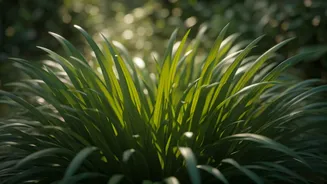 Thriving Green: 9 Shade-Loving Grasses to Conquer Your Low-Light Lawn