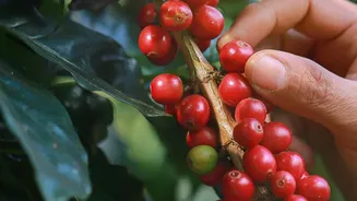Budget Coffee Plantation Stays Are Perfect For Nature-Filled Weekend Breaks