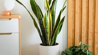 Trailing Plants Can Add Height Without Taking Up Floor Space