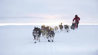 Dog sledding in Norway's Arctic Circle: A guide