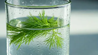 Drink Fennel Water Post Meal To Fight Summer Fatigue