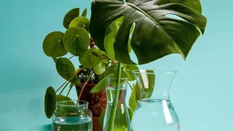 New Study Looks Beyond The Air Purifier Myth Around Houseplants