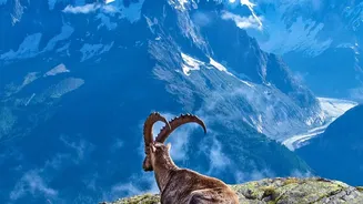 What Mont Blanc’s Changing Height Tells Us About The Alpine Environment
