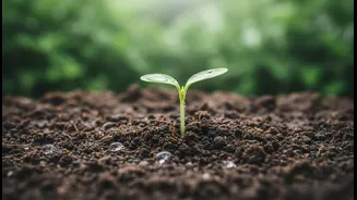 The Monsoon Gardening Mistake Is Watering On Habit Instead Of Checking Soil