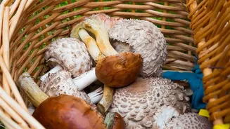 India's Wild Mushroom Season Is Reviving Interest In Traditional Foraging Knowledge