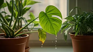 Houseplant Hydration Gets Dramatic During Summer Showers