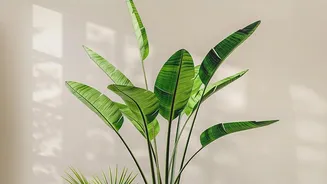 Indoor Plant Owners Should Adapt To Changing Humidity Levels