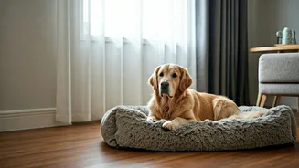Quiet Luxury Pet Stays: Trending Rainy Day Solution