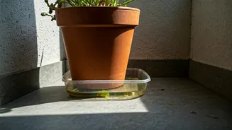 Water Trays Are The Sneaky Balcony Problem