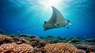 Glide With Exotic Marine Life In Maldives Azure Waters