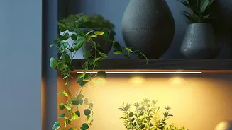 New Findings Challenge Common Myths About Indoor Plants And Air Purification