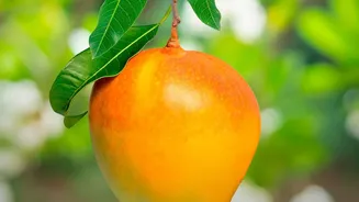 Mango Exports Gain a Second Seasonal Chapter Through Late Varieties