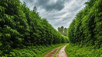 Kerala Monsoon Trips Are The Smart Budget Hack