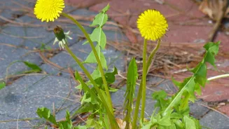 What August's Heat-Humidity Balcony Test Means For Choosing Resilient Plants