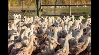 Lula sanciona lei que proíbe a venda e produção de foie gras