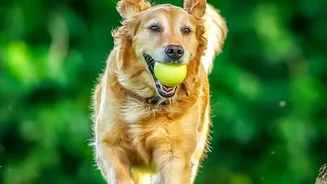 Why Clear Socialising Rules Make Apartment Dog Parks Safer For All Breeds