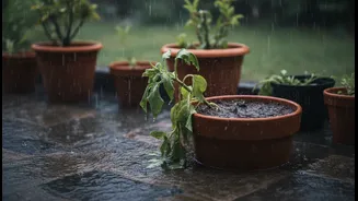 Waterlogged Pots Can Kill Plants Faster Than You Think This Rainy Season