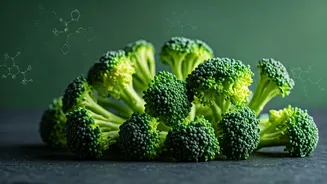 Broccoli Sprouts: Unlocking Their Potent Cancer-Fighting Potential