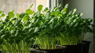 Grow Organic Kitchen Coriander Leaves Easily On Small Apartment Windows