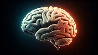 Unraveling Déjà Vu: A Scientific Exploration of That 'Already Seen' Feeling